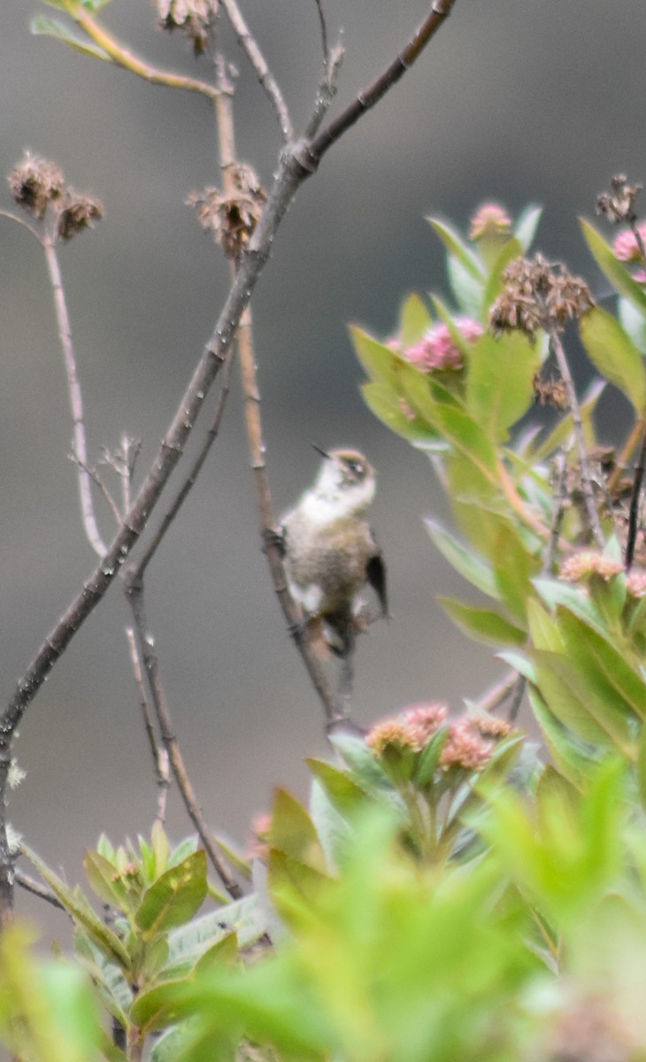 Green-bearded Helmetcrest - ML644311022