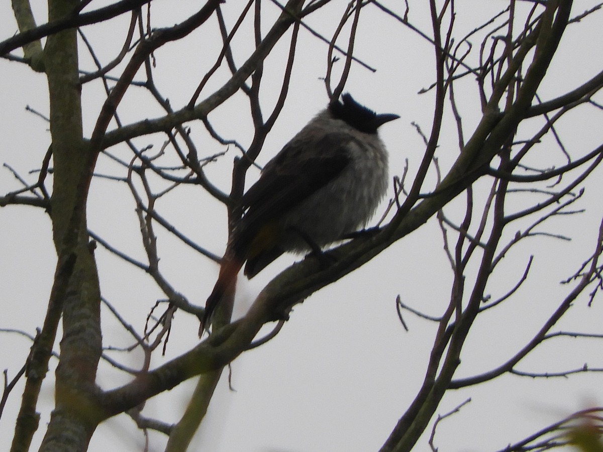 Sooty-headed Bulbul - ML644311035