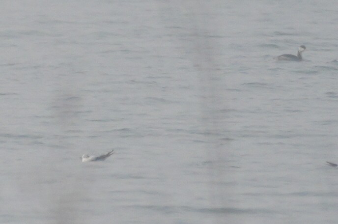 Horned Grebe - ML644311039