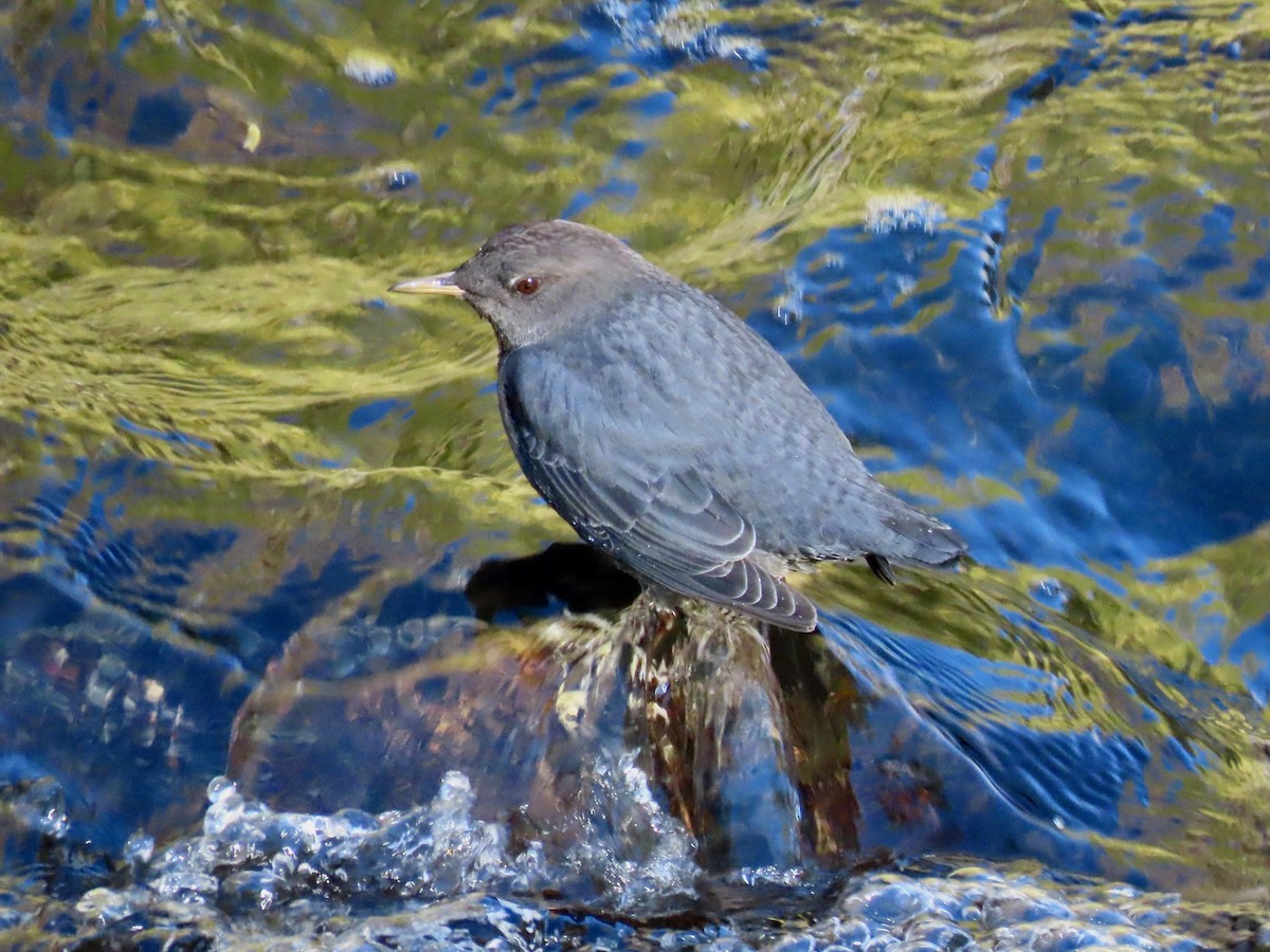 American Dipper - ML644311044