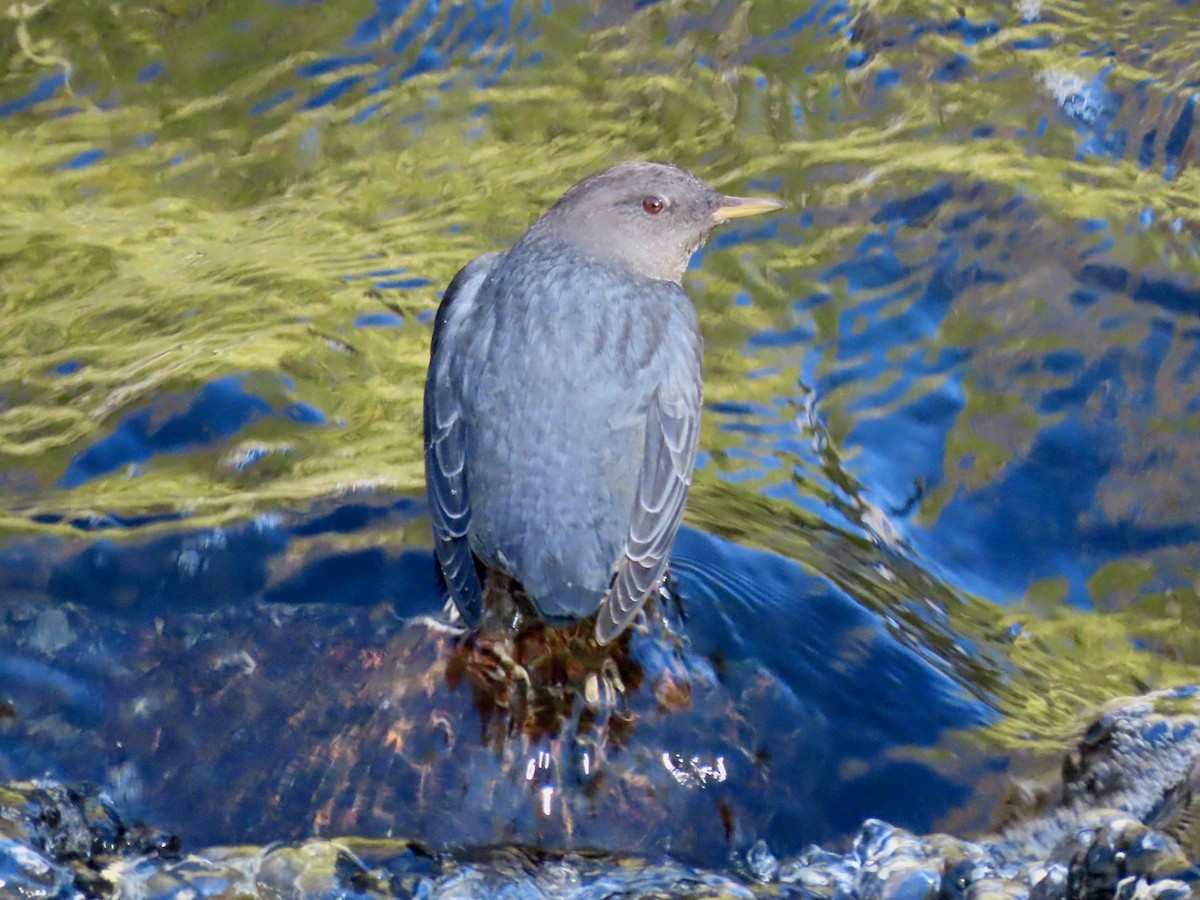 American Dipper - ML644311046