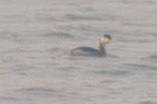Horned Grebe - ML644311049