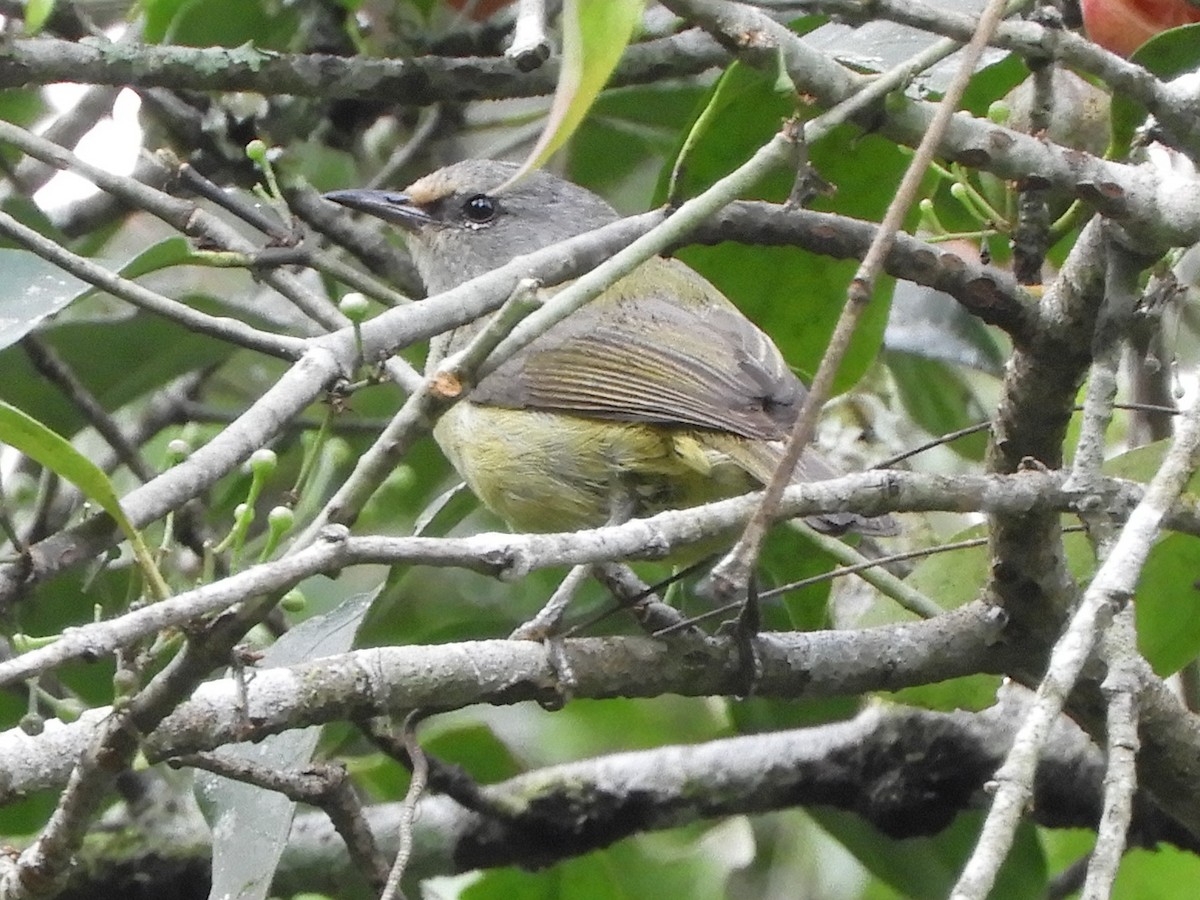 Javan Heleia - ML644311052