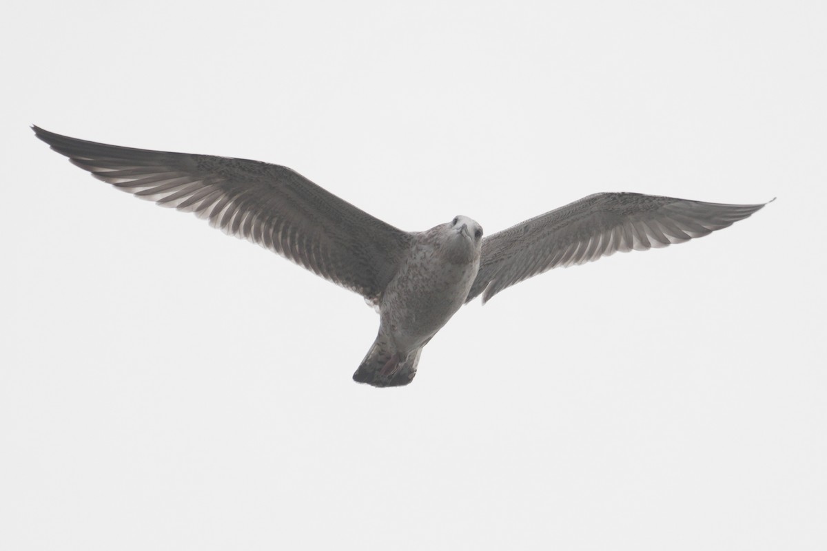 Lesser Black-backed Gull - ML644311069