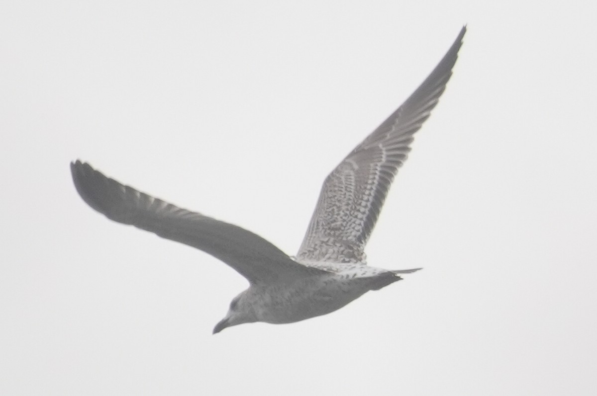 Lesser Black-backed Gull - ML644311072