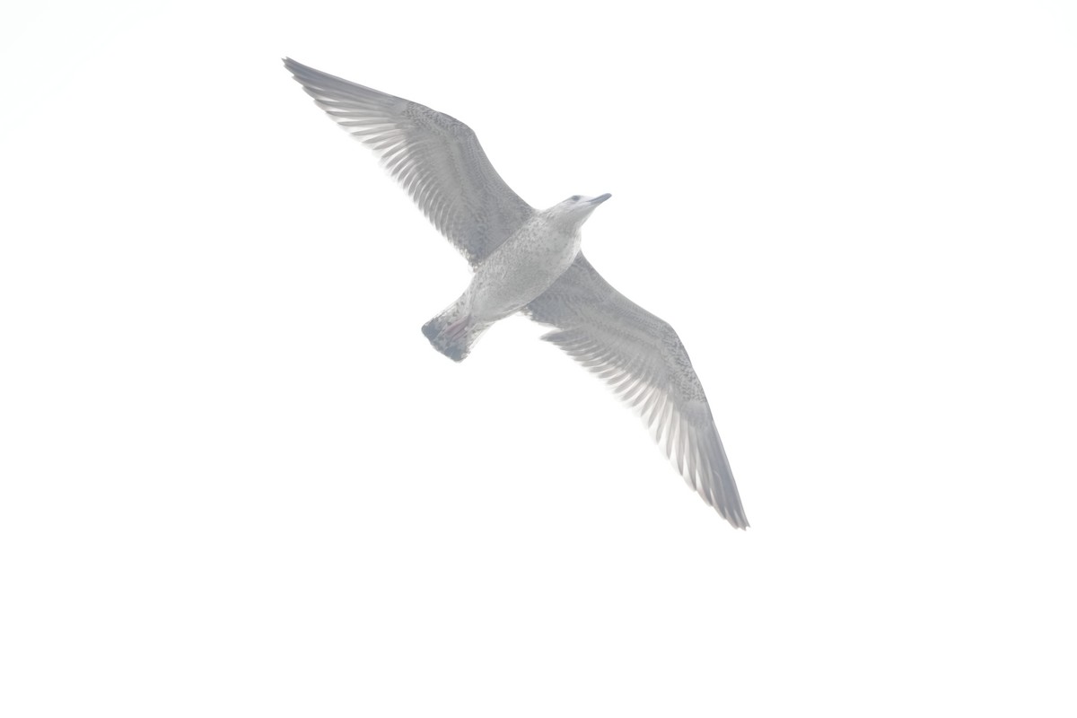 Lesser Black-backed Gull - ML644311074