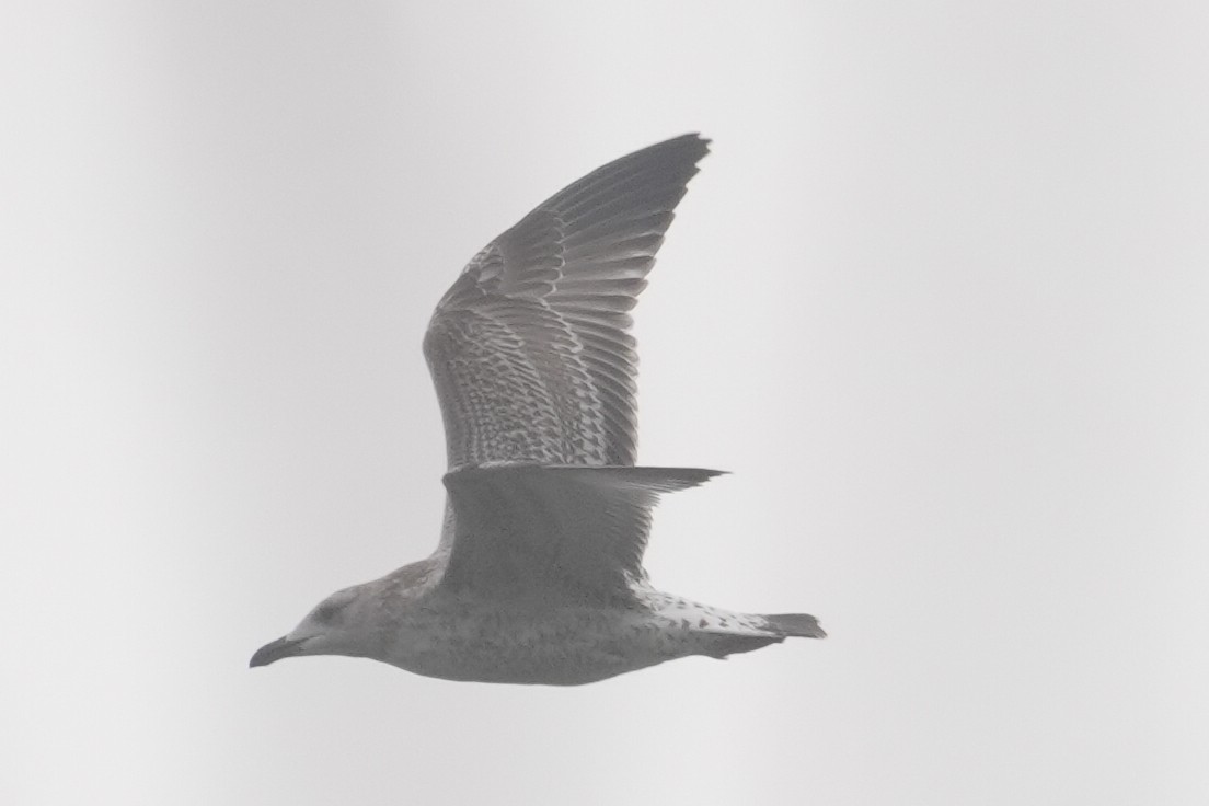 Lesser Black-backed Gull - ML644311075