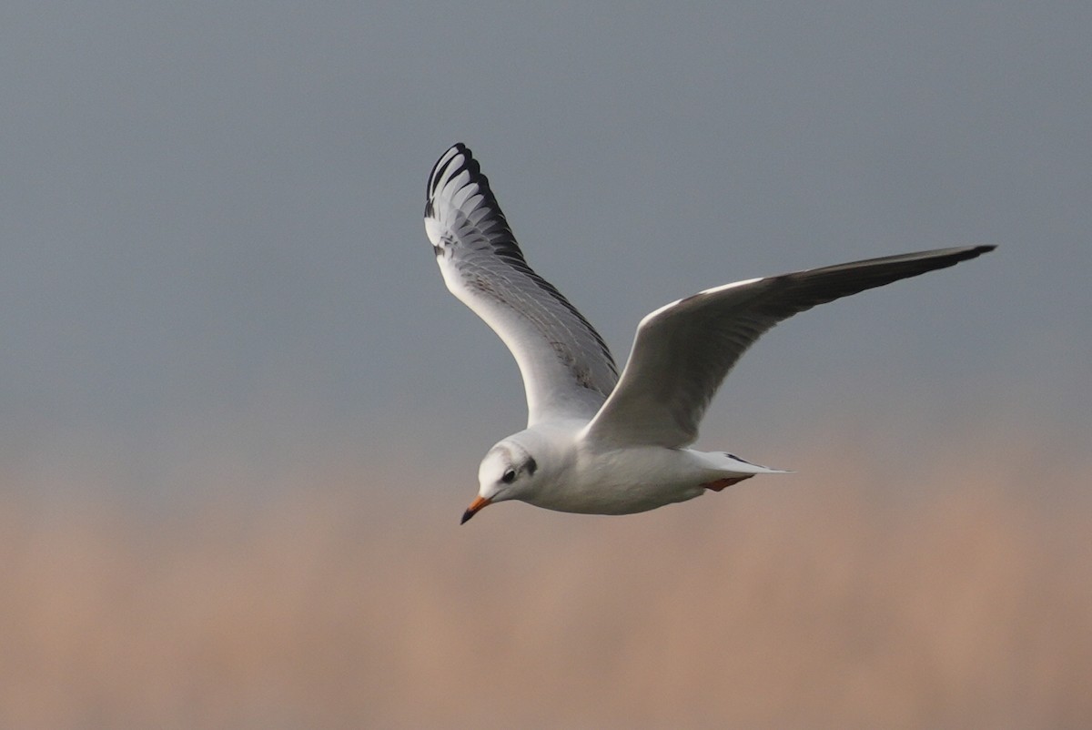 Black-headed Gull - ML644311076