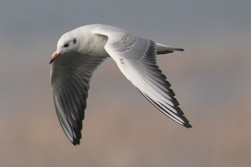 Black-headed Gull - ML644311077