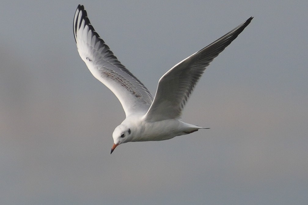 Black-headed Gull - ML644311078