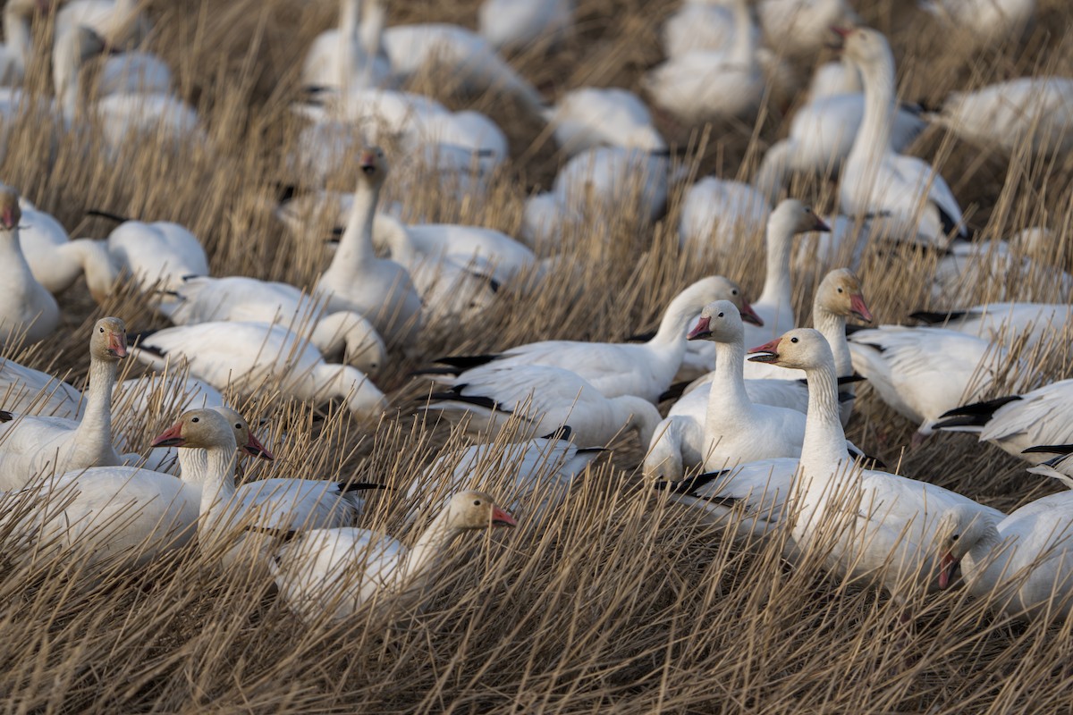 Schneegans - ML644311079