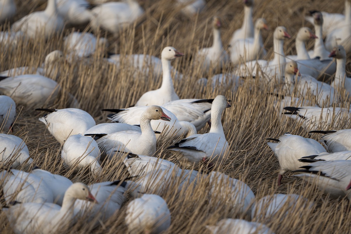 Schneegans - ML644311080