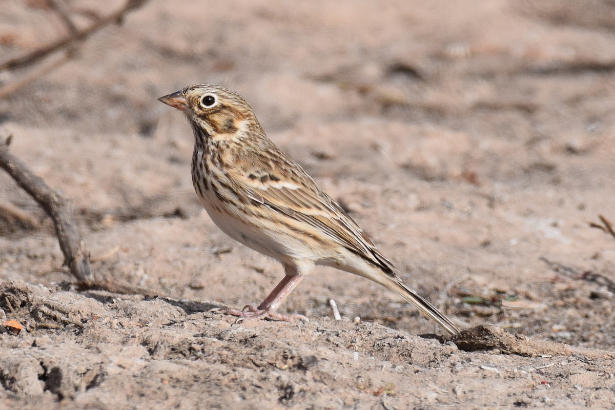 Abendammer - ML644311087