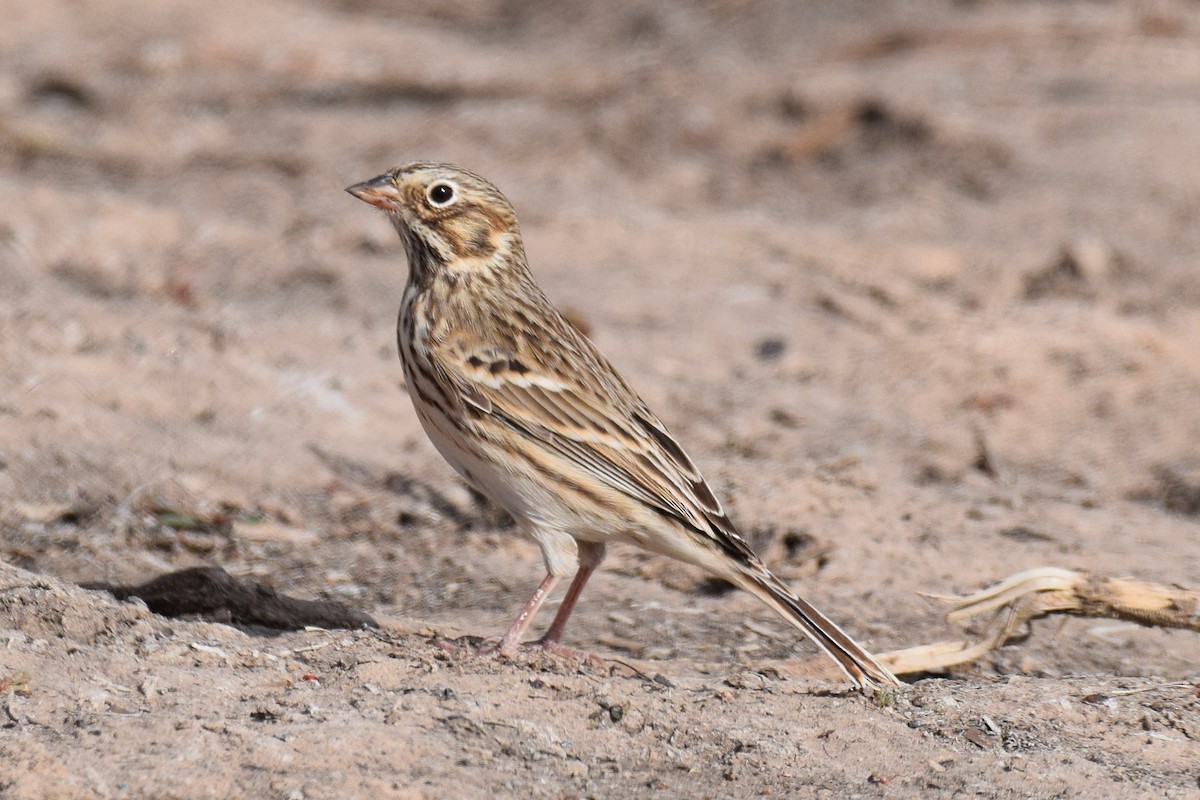 Abendammer - ML644311088