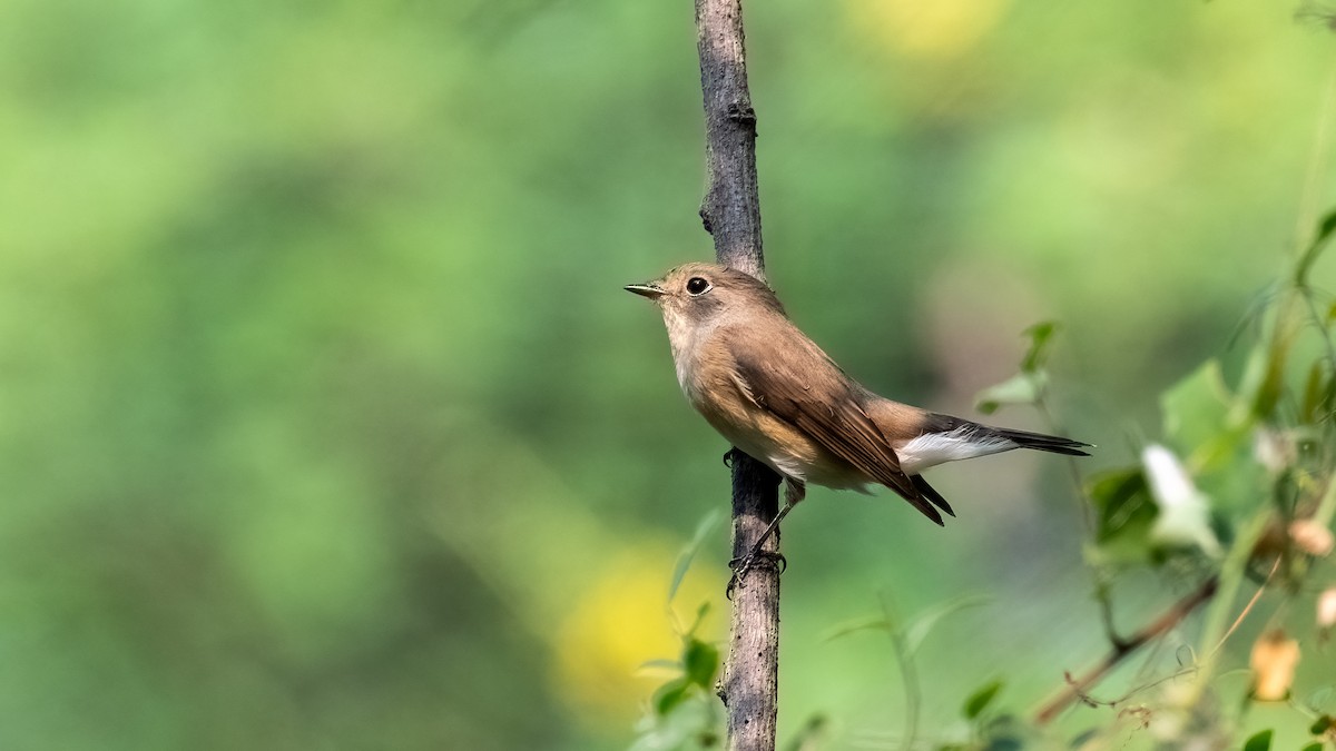 Red-breasted Flycatcher - ML644311092