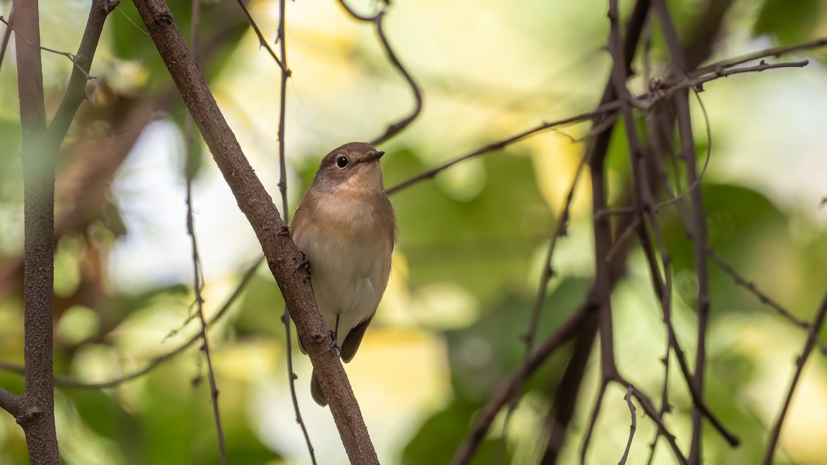 Red-breasted Flycatcher - ML644311093