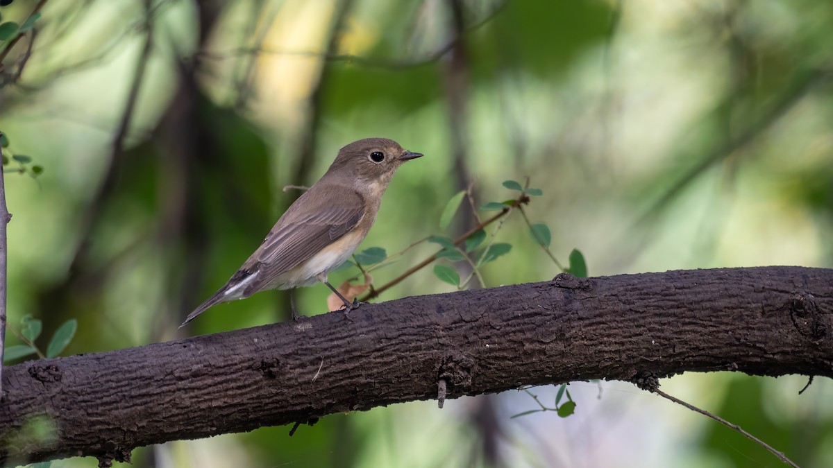 Red-breasted Flycatcher - ML644311094