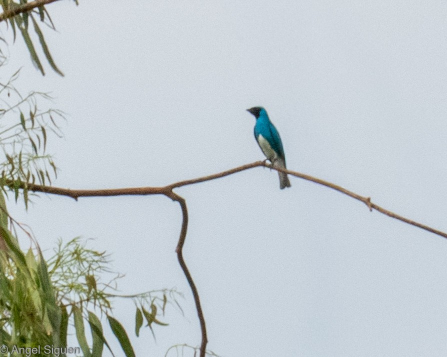 Swallow Tanager - ML644311103