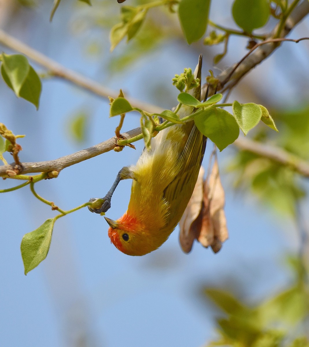 Fire-capped Tit - ML644311128