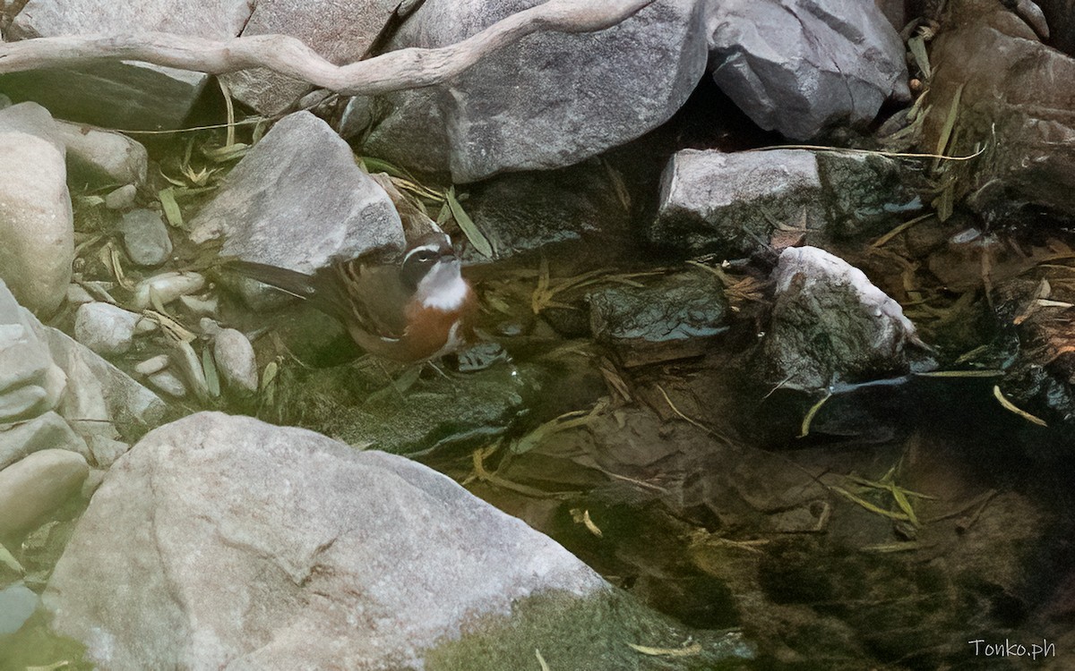 boliviaspurv - ML644311129