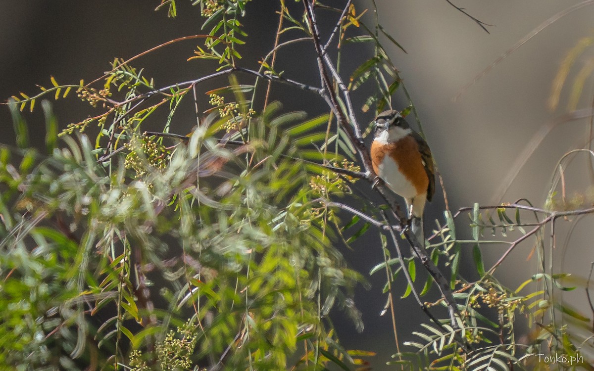 boliviaspurv - ML644311130