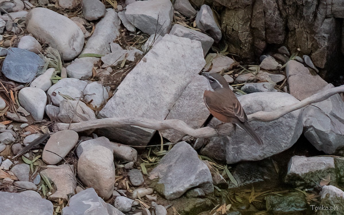 boliviaspurv - ML644311131