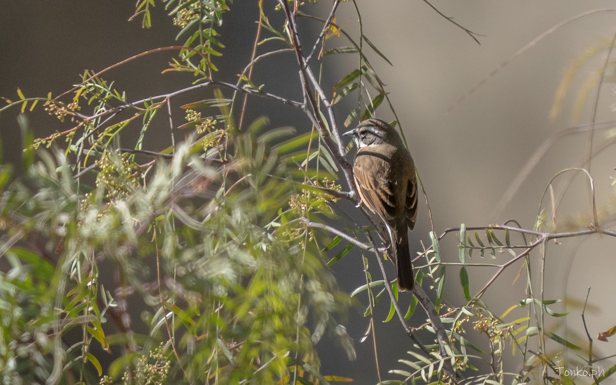 boliviaspurv - ML644311132