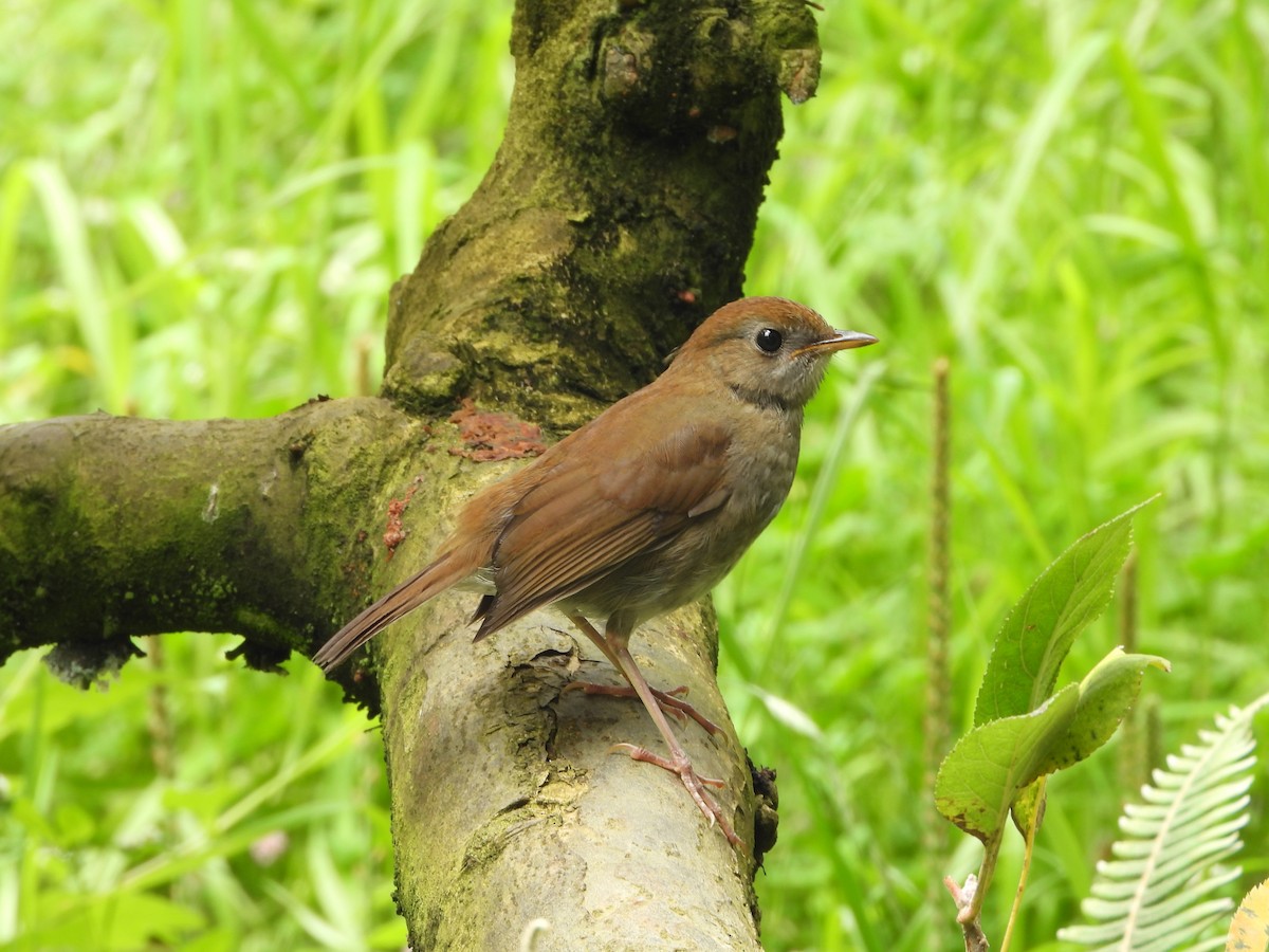 Рыжеголовый соловьиный дрозд - ML644311167