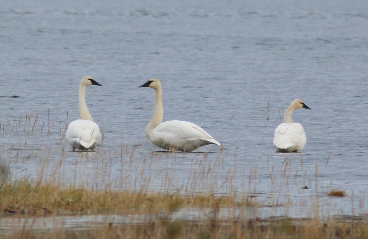 Trumpeter Swan - ML644311175
