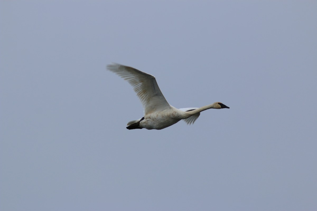 Trumpeter Swan - ML644311176