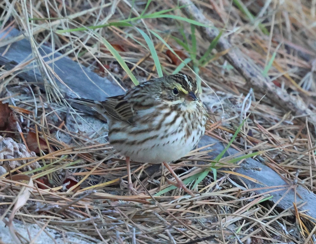 Savannah Sparrow - ML644311191