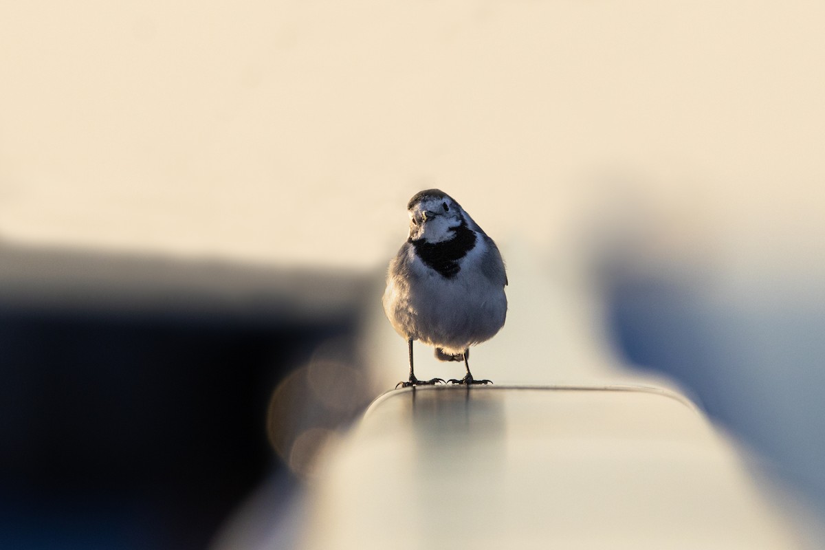 白鶺鴒 - ML644311196