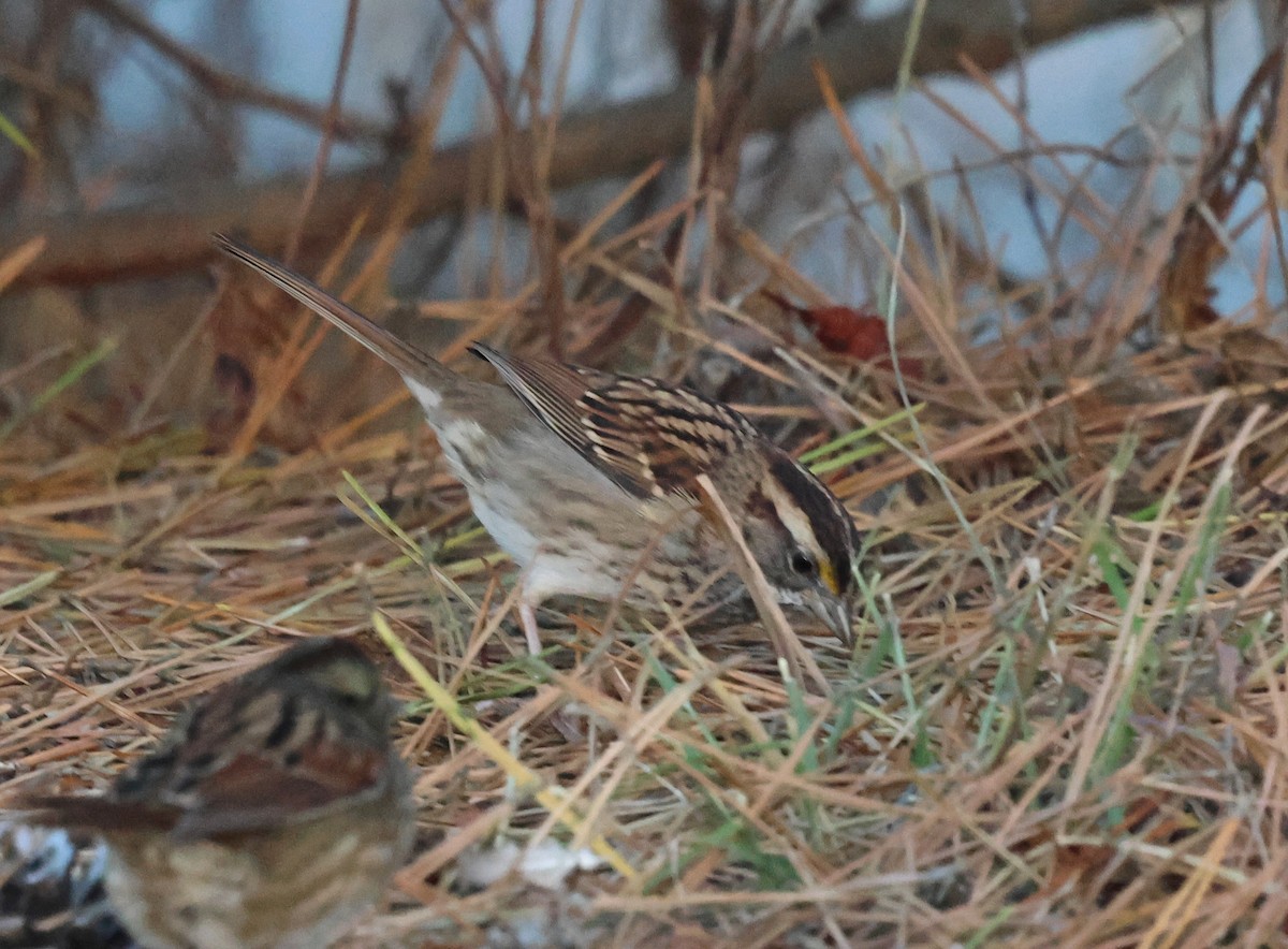 White-throated Sparrow - ML644311199