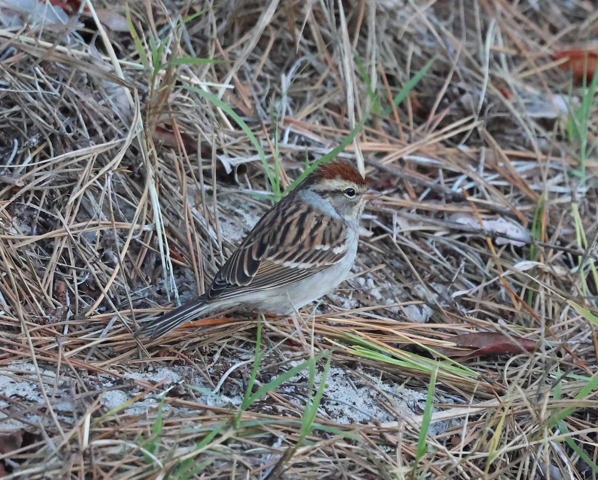 Chipping Sparrow - ML644311206