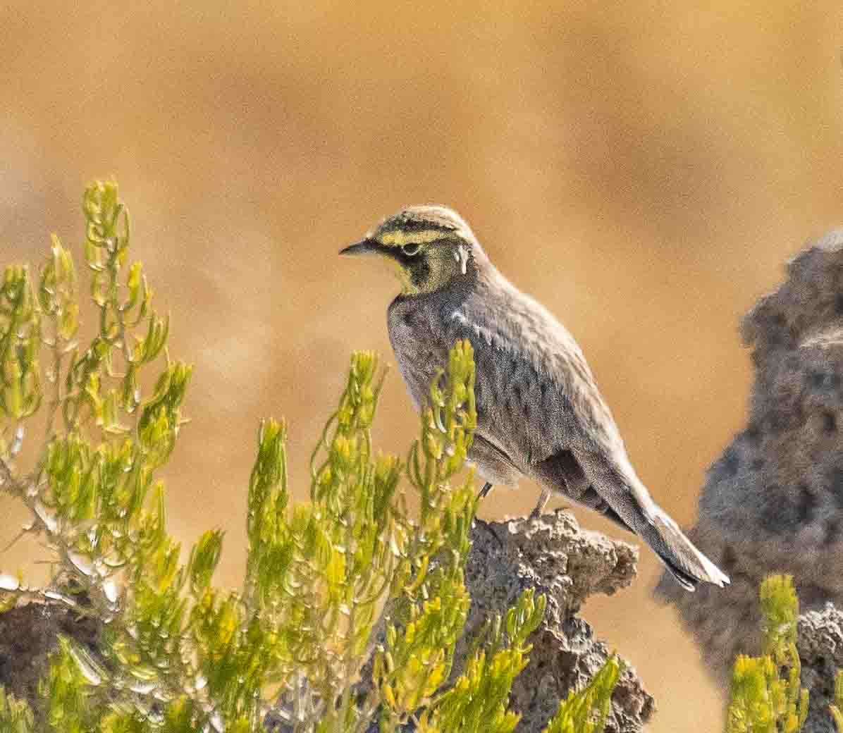 Alondra Cornuda - ML644311208