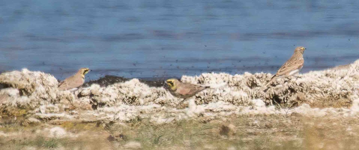 Alondra Cornuda - ML644311209