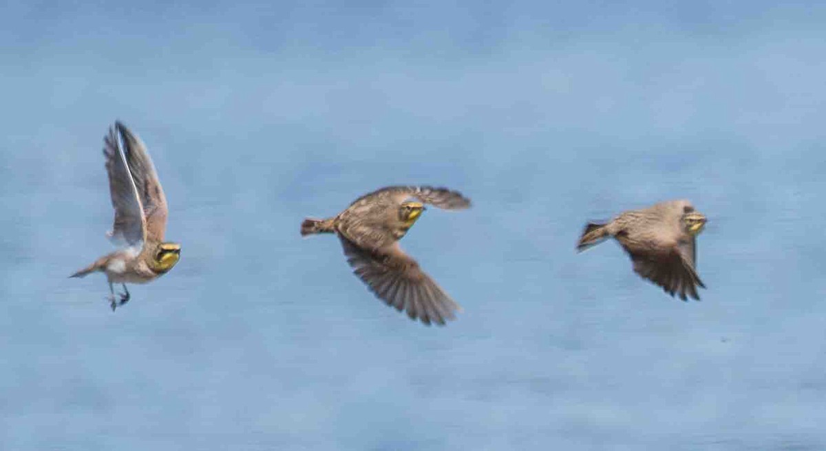 Alondra Cornuda - ML644311210