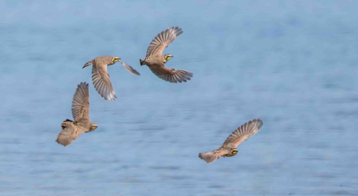 Alondra Cornuda - ML644311211