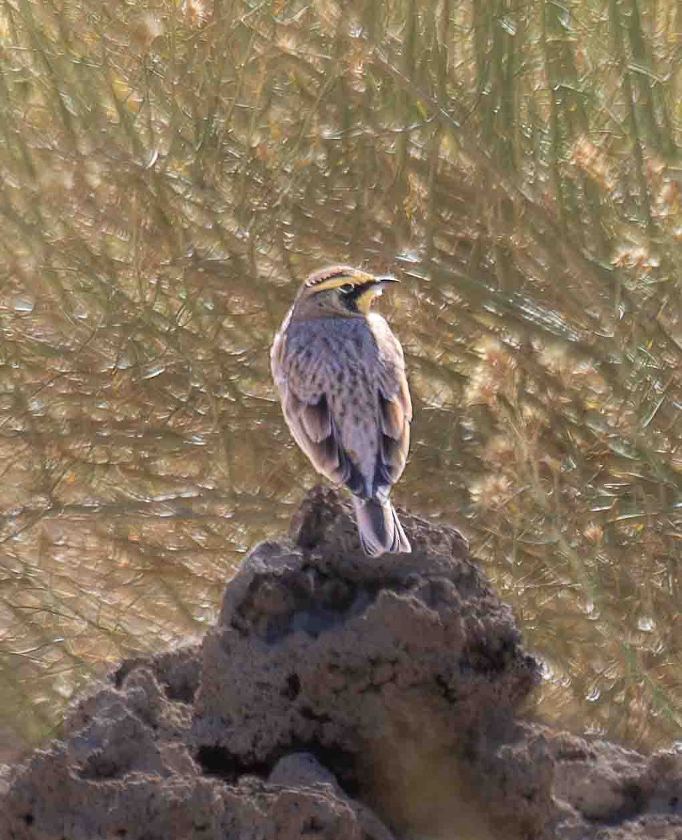 Alondra Cornuda - ML644311212