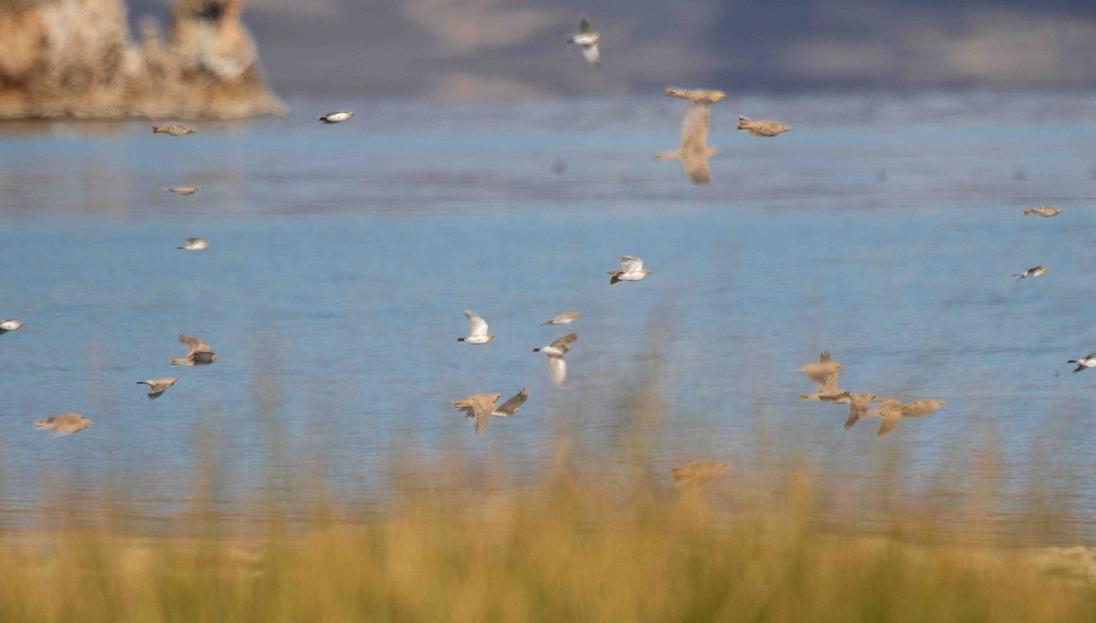 Alondra Cornuda - ML644311213