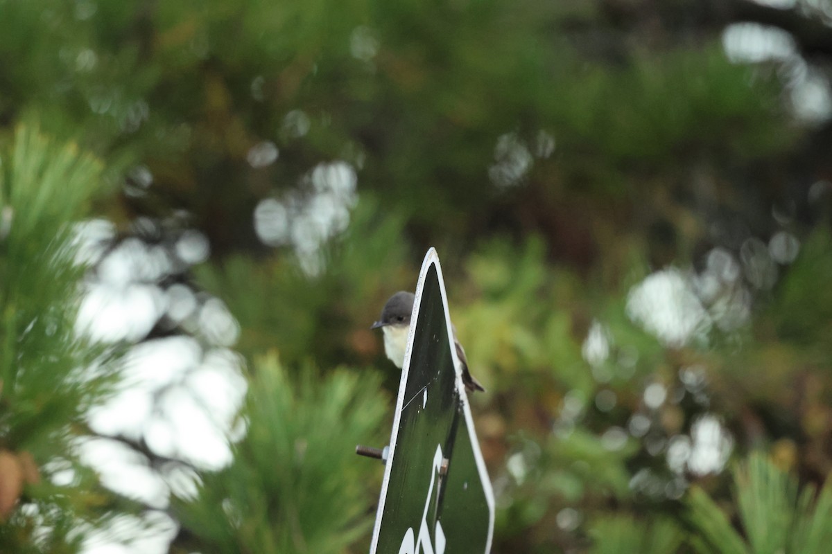 Eastern Phoebe - ML644311220