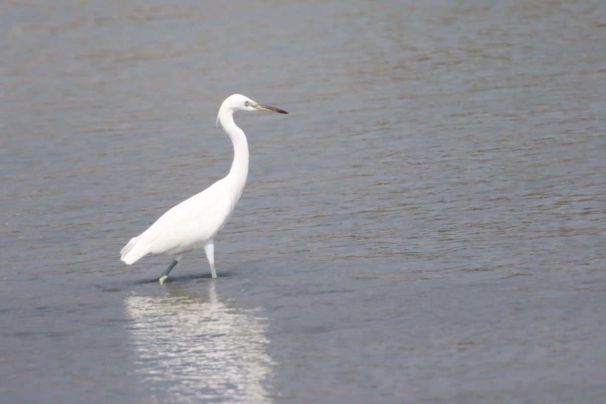 volavka žlutozobá - ML644311226