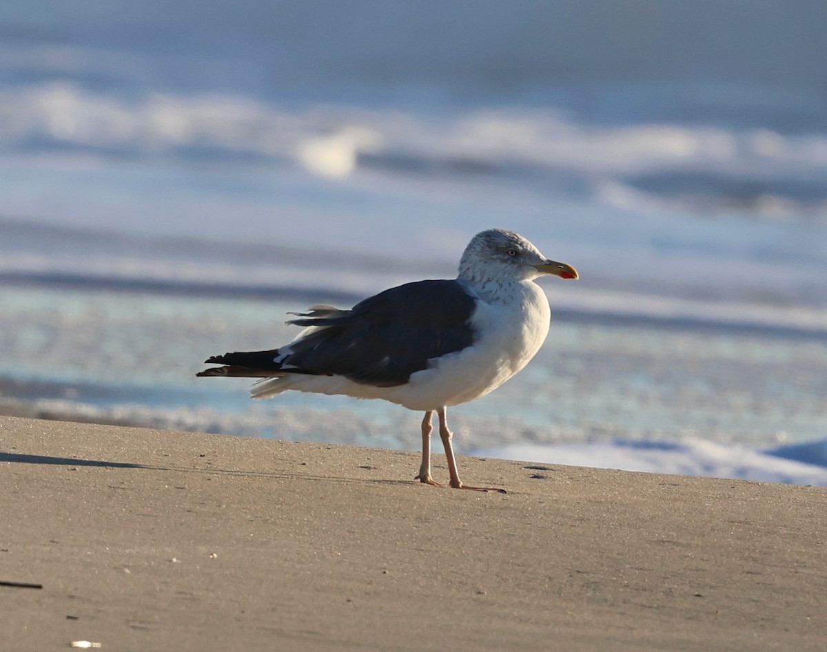 Lesser Black-backed Gull - ML644311234