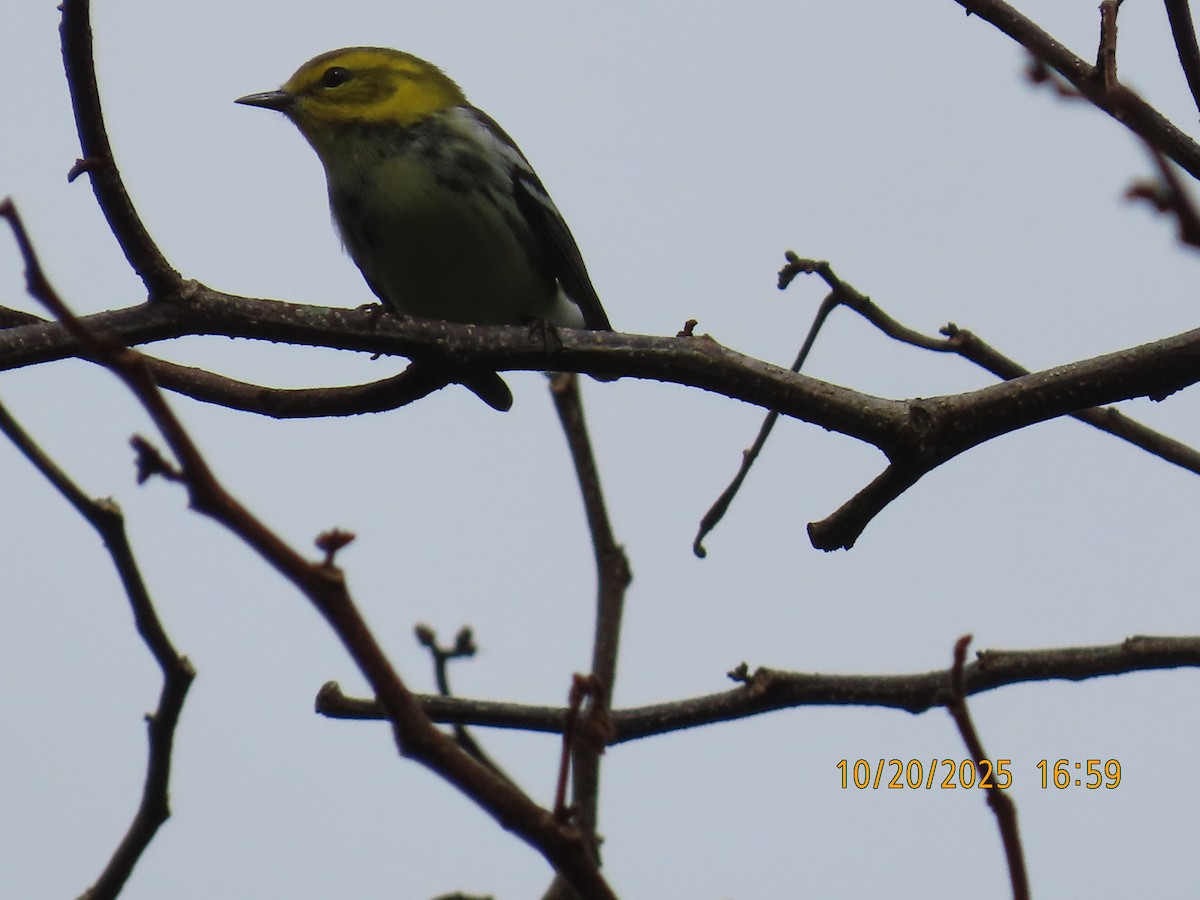 ノドグロミドリアメリカムシクイ - ML644311235