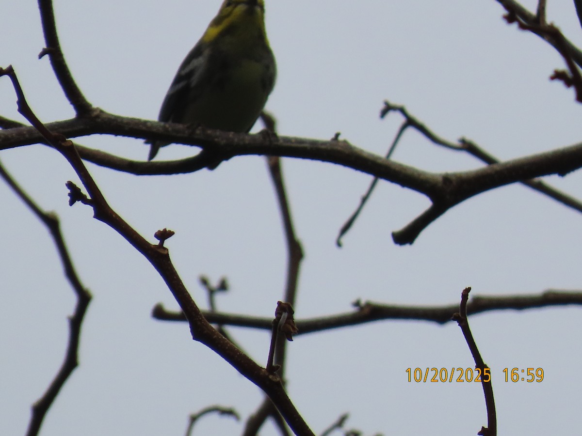 ノドグロミドリアメリカムシクイ - ML644311236