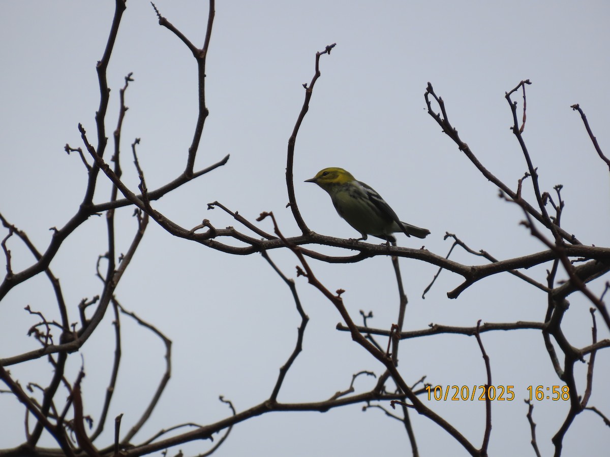 ノドグロミドリアメリカムシクイ - ML644311237