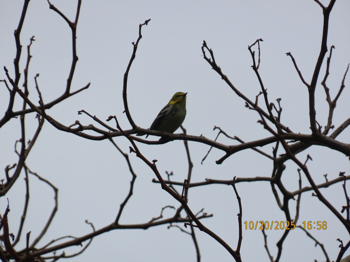 ノドグロミドリアメリカムシクイ - ML644311238