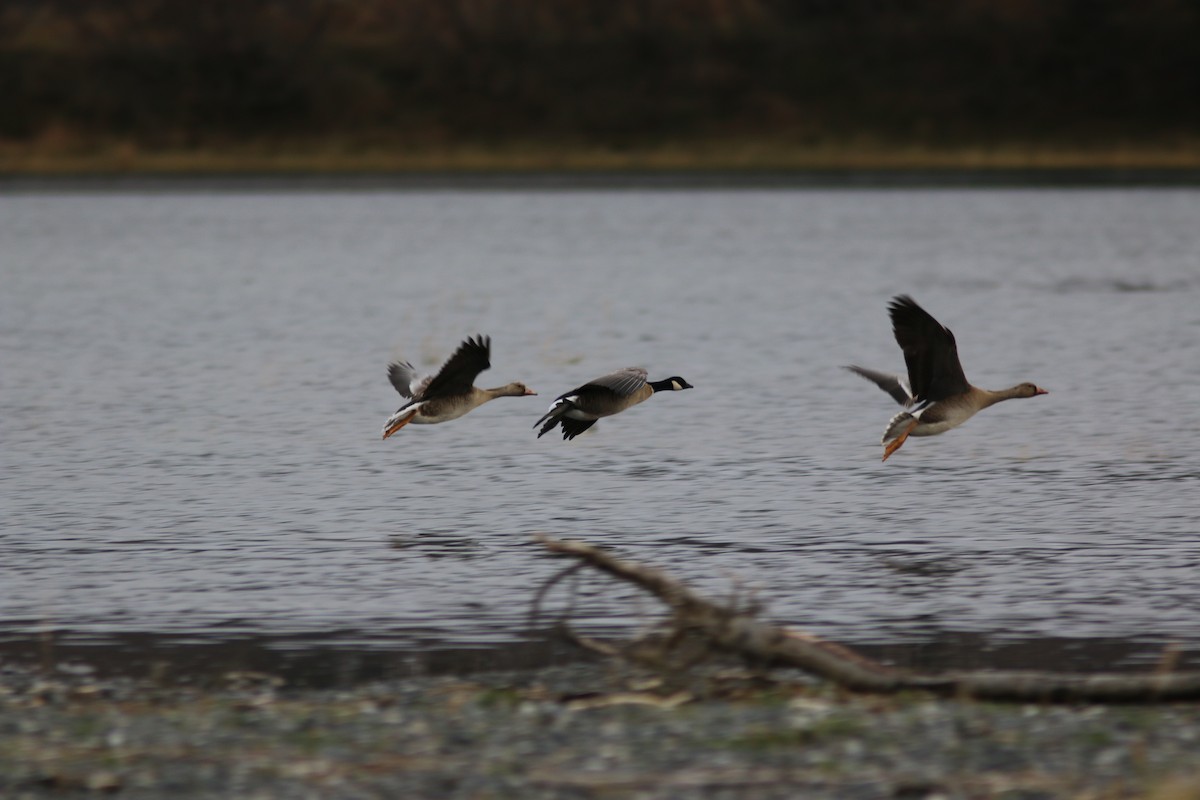 Greater White-fronted Goose - ML644311242