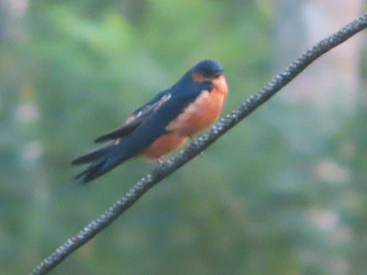 Sri Lanka Swallow - ML644311244