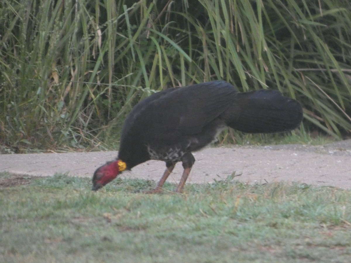 Australian Brushturkey (Yellow-pouched) - ML644311251